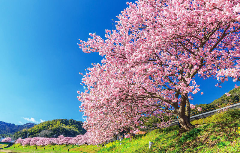 Sakura Season Small Group Tour of 9: Izu Cherry Blossom Viewing and Seaside Day Trip | Kawazu Cherry Blossom Festival & Izu Seaside Train & Jogasaki Coast | Chinese Service | Round-trip from Tokyo with Optional Hotel Transfer - Jogasaki’s lava-cut edge