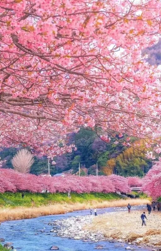Sakura Season Small Group Tour of 9: Izu Cherry Blossom Viewing and Seaside Day Trip | Kawazu Cherry Blossom Festival & Izu Seaside Train & Jogasaki Coast | Chinese Service | Round-trip from Tokyo with Optional Hotel Transfer - What a small group and driver service change
