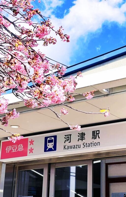 Sakura Season Small Group Tour of 9: Izu Cherry Blossom Viewing and Seaside Day Trip | Kawazu Cherry Blossom Festival & Izu Seaside Train & Jogasaki Coast | Chinese Service | Round-trip from Tokyo with Optional Hotel Transfer - Price, food, and what to bring