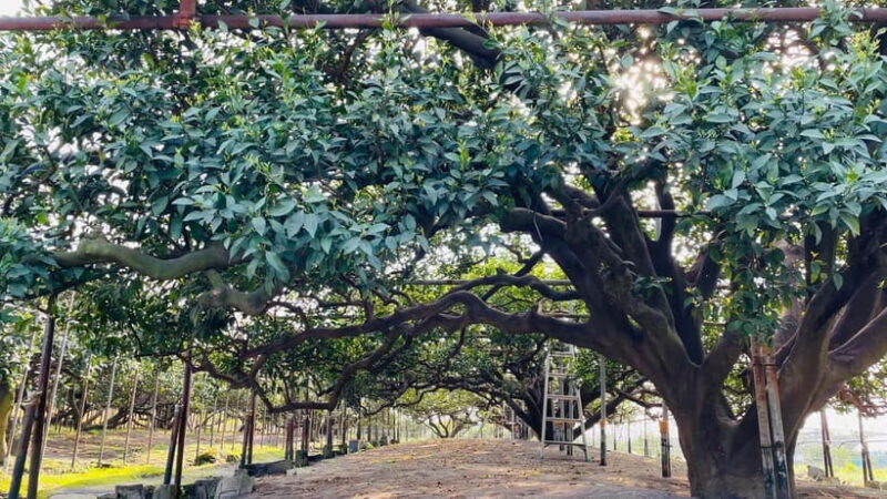Sakurajima Century Lava Climb Journey with E-bike - Final Thoughts: A Unique Volcanic Adventure