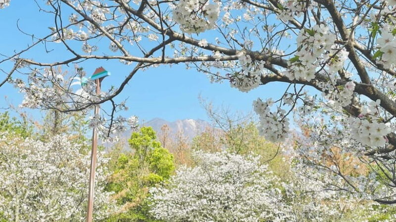 Sakurajima Century Lava Climb Journey with E-bike - FAQ