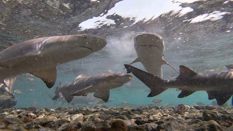 Sal: All-Inclusive Salt Lake, Blue Eye and Shark Bay Tour - Tour Details