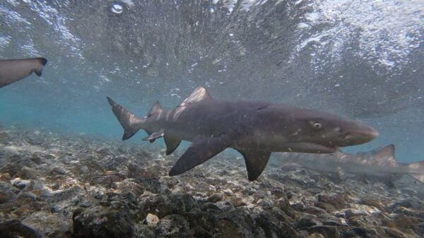 Sal: All Inclusive Salt Lake, Natural Pools and Shark Bay - Star Ratings