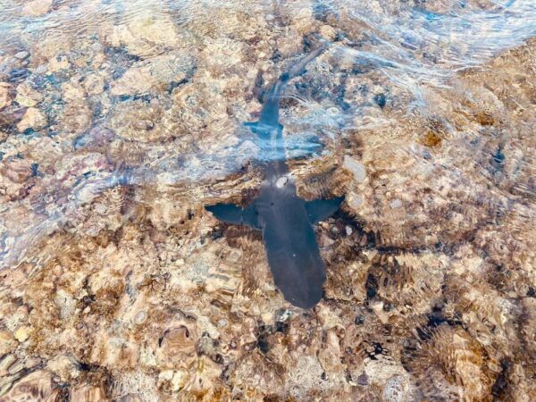 Sal: All Inclusive Salt Lake, Natural Pools and Shark Bay - Frequently Asked Questions