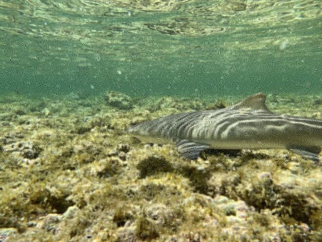 Sal Discovery: A Guided Small Group Island Tour - Directions