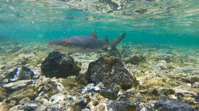 Sal: Island Experience Tour With a Certified Local Guide - Important Information