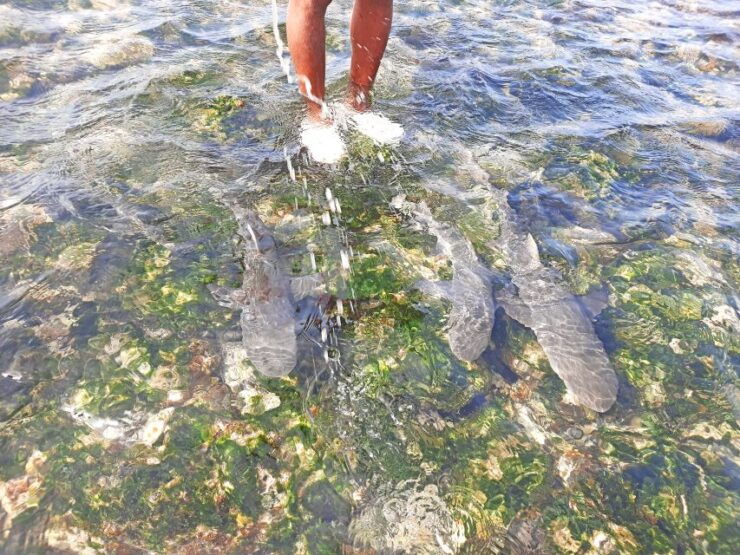 Sal Island: Private Shark Watching & Floating Experience - Booking Information
