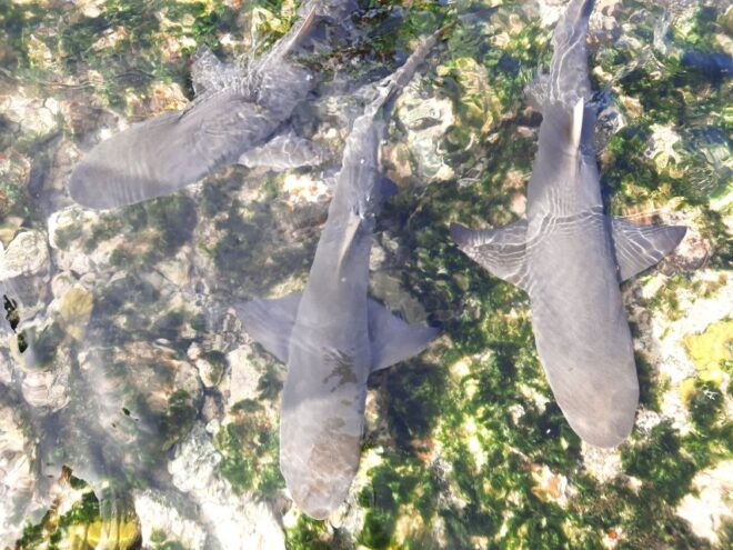 Sal Island: Private Shark Watching & Floating Experience - What to Bring