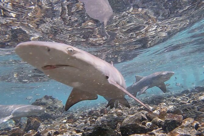 Sal Island: Private Tour Shark Bay Experience From Santa Maria - Additional Information and Cancellation Policy