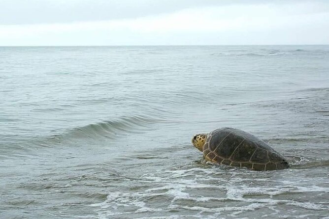 Sal Island: Sea Turtle Experience From Santa Maria - Reviews and Ratings