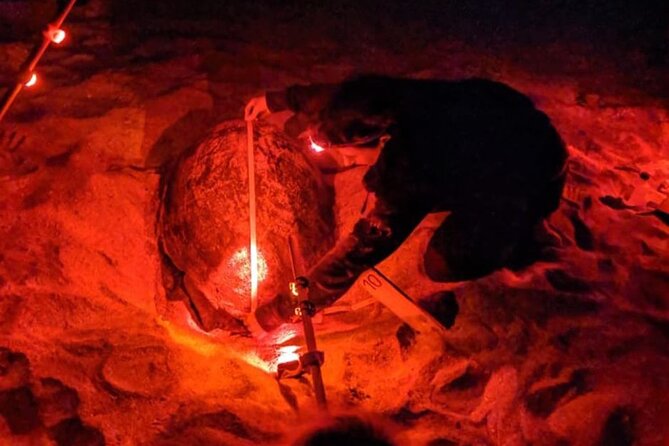 Sal Island: Sea Turtle Experience From Santa Maria - The Sum Up