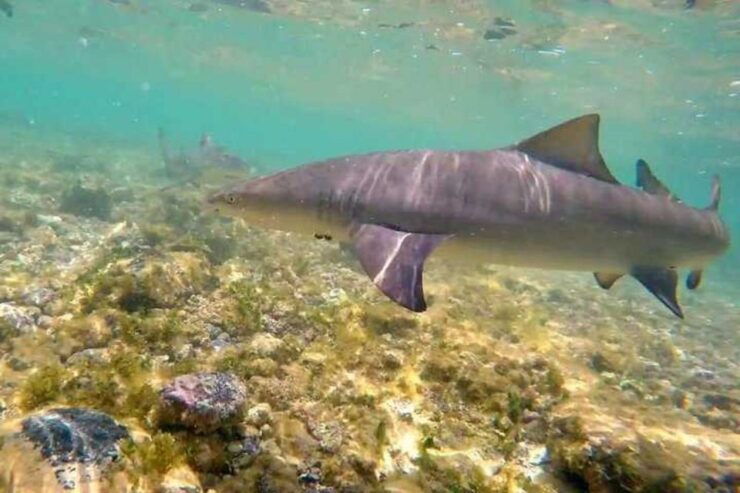 Sal Island: Shark Bay Experience From Santa Maria - Activity Description