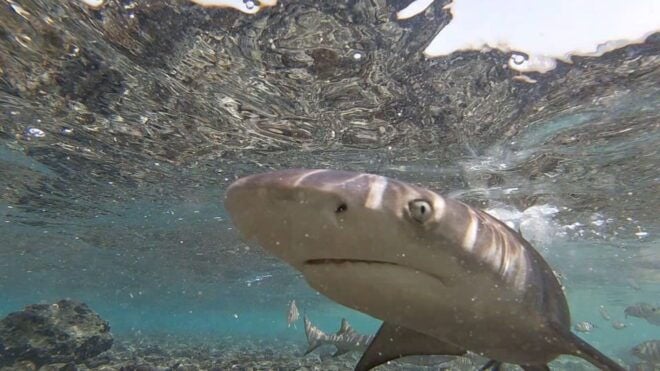 Sal Island: Shark Bay Experience From Santa Maria - Booking Information