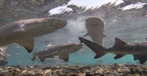 Sal Island: Shark Bay Experience From Santa Maria - Directions