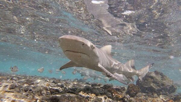 Sal Island: Shark Bay Experience From Santa Maria - Frequently Asked Questions