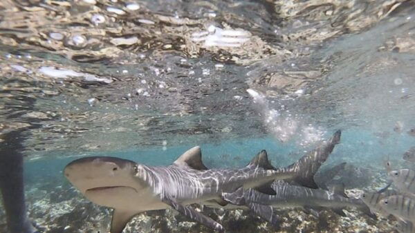 Sal Island: Shark Bay Experience From Santa Maria - The Sum Up