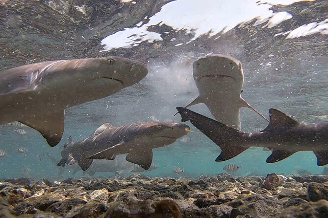 Sal Island: Shark Bay Shark Watching Experience From Santa Maria - Viator Help Center and Booking Information