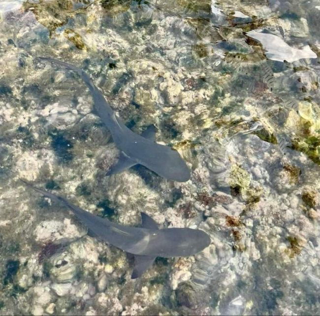 Sal Island: Walk With Lemon Sharks (Finnish Guide) - Experience Description