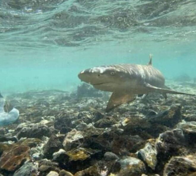 Sal Island: Walk With Lemon Sharks (Finnish Guide) - The Sum Up