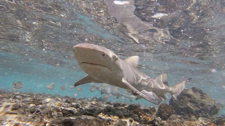 Sal: Private Tour Secrets of a Native Guide All-Inclusive - Tour Highlights