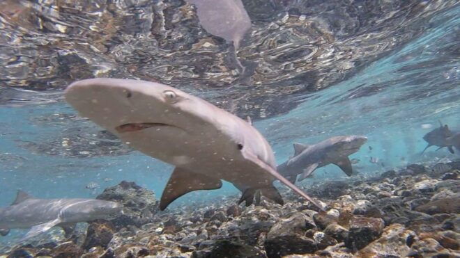 Sal: Salt Lake Tour, Shark Bay and Pedra De Lume Village - Important Information