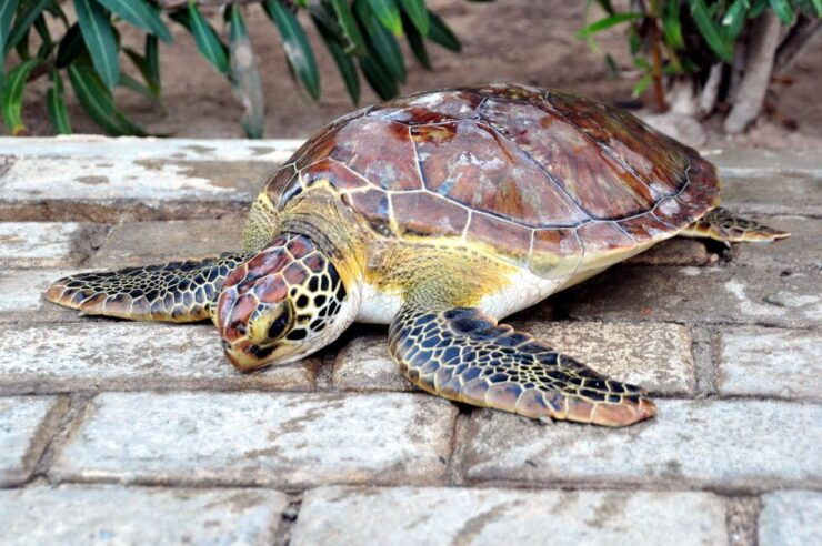 Sal: Santa Maria Beach Turtle Nesting Experience - Activity Details