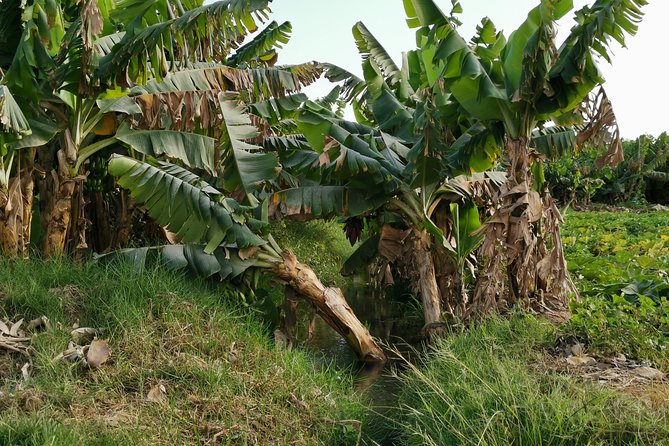 Salalah City Private Tour - All-Inclusive Sight-Seeing Tour - Pickup Locations