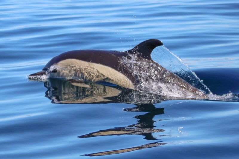 Salema: Dolphin Watching - Good To Know