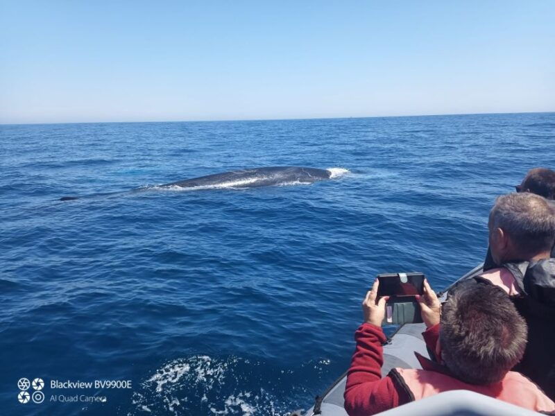 Salema: Dolphin Watching - Final Thoughts: Is It Worth It?