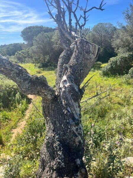 Salema: Sensorial Journey - Frequently Asked Questions