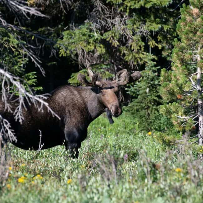 Sälen: Evening Moose Safari in the Forests - Who Is This Tour Best For?
