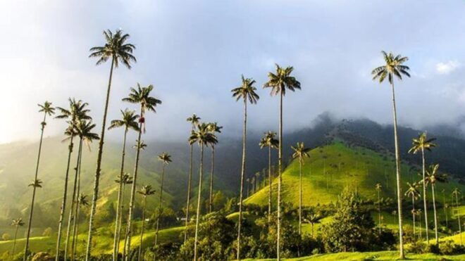 Salento and Cocora Valley Full Plan From Pereira or Armenia - Inclusions