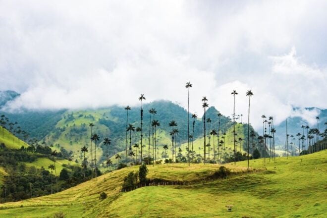 Salento, Cocora and Filandia Tour From Pereira or Armenia - Experience Highlights