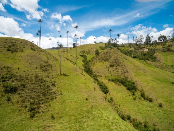 Salento: Cocora Valley Tour With Coffee Farm Visit - Client Testimonials