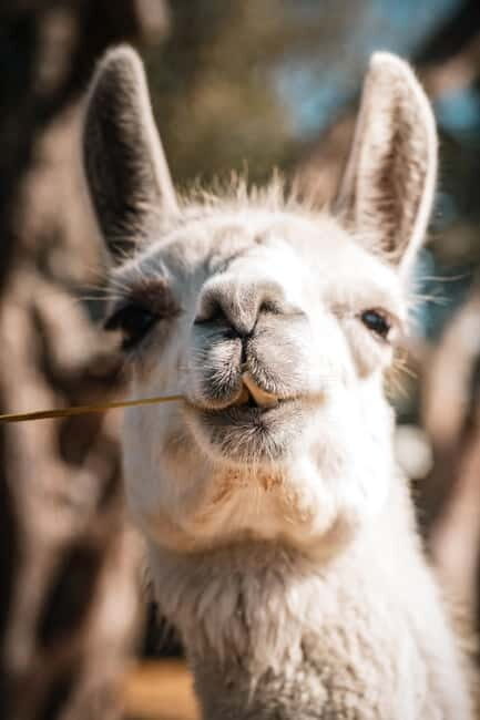 Salento: farm visit with local product tasting - Good To Know