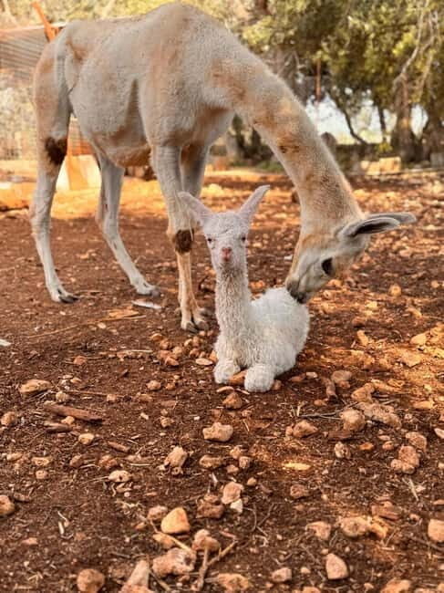 Salento: farm visit with local product tasting - The Sum Up
