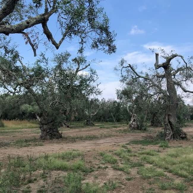 Salento: Olive Oil Mill Walking Tour with Tastings - The Sum Up