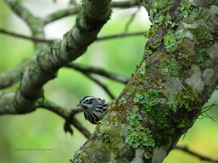 Salento: Private Birding Tour for Beginners and Intermediate - Good To Know