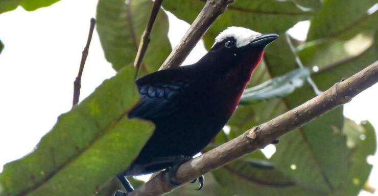 Salento: Private Birding Tour for Beginners and Intermediate - Tour Overview