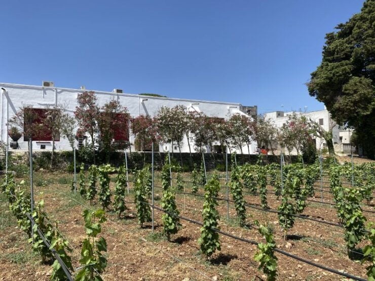 Salento: Winery Tour and Tasting - Winery Experience