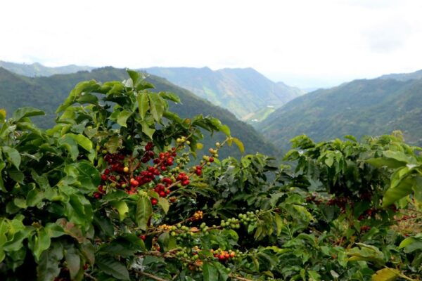 Salgar: La Manchuria Coffee Reserve Guided Tour With Lunch - The Sum Up