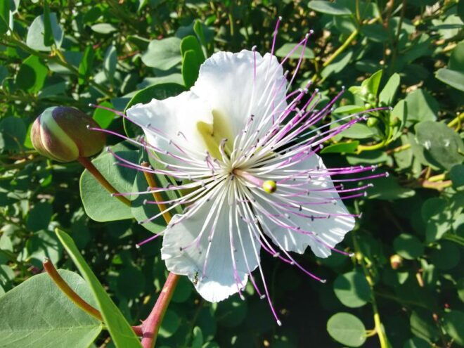 Salina Capers Experience - Price and Duration