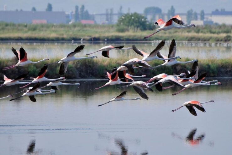 Salina Di Cervia: by Boat in Search of Flamingos - Good To Know