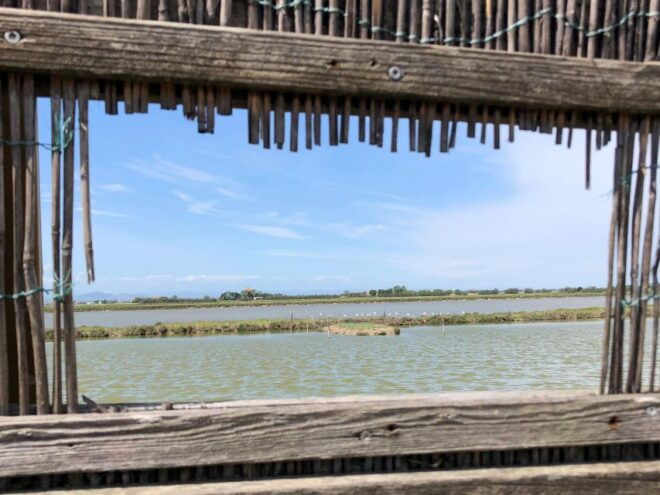 Salina Di Cervia: by Boat in Search of Flamingos - Experience Description