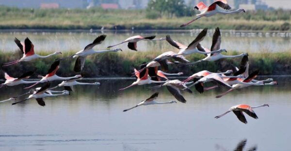 Salina Di Cervia: by Boat in Search of Flamingos - The Sum Up