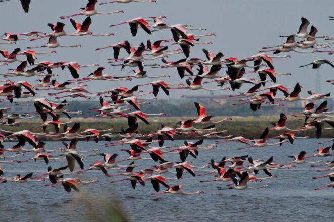 Salina Di Cervia: Walk Along the Way of the Nests - Directions