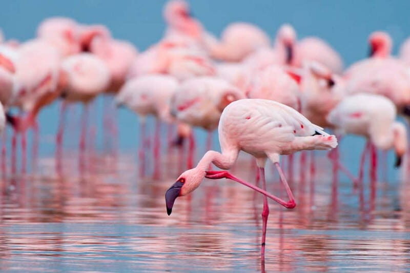 Salina Maria Stella di Trapani: Birdwatching in search of flamingos - Exploring the Maria Stella Salt Pans: What You Can Expect