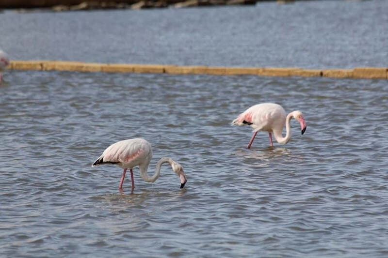 Salina Maria Stella di Trapani: Birdwatching in search of flamingos - Who Should Book This Tour?