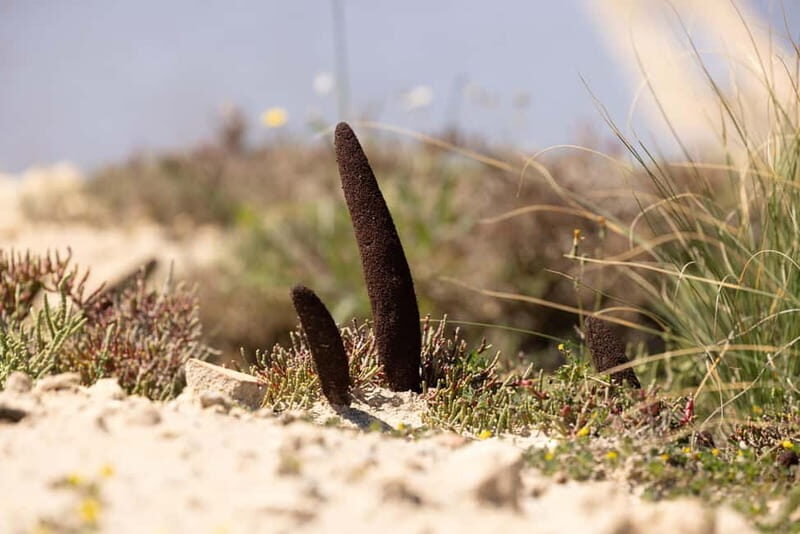 Salina Maria Stella di Trapani: Birdwatching in search of flamingos - FAQ