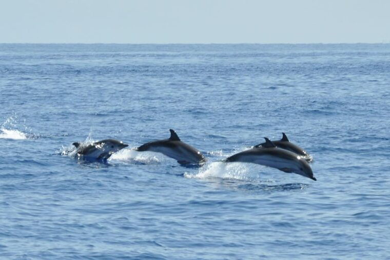 Salina Panarea Stromboli by Night - Meeting and Departure Information